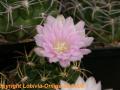 Gymnocalycium