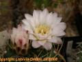 Gymnocalycium