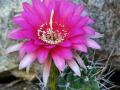 Echinopsis