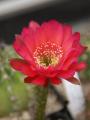 Echinopsis