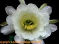 Echinopsis