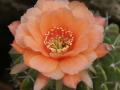 Echinopsis