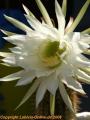 Trichocereus